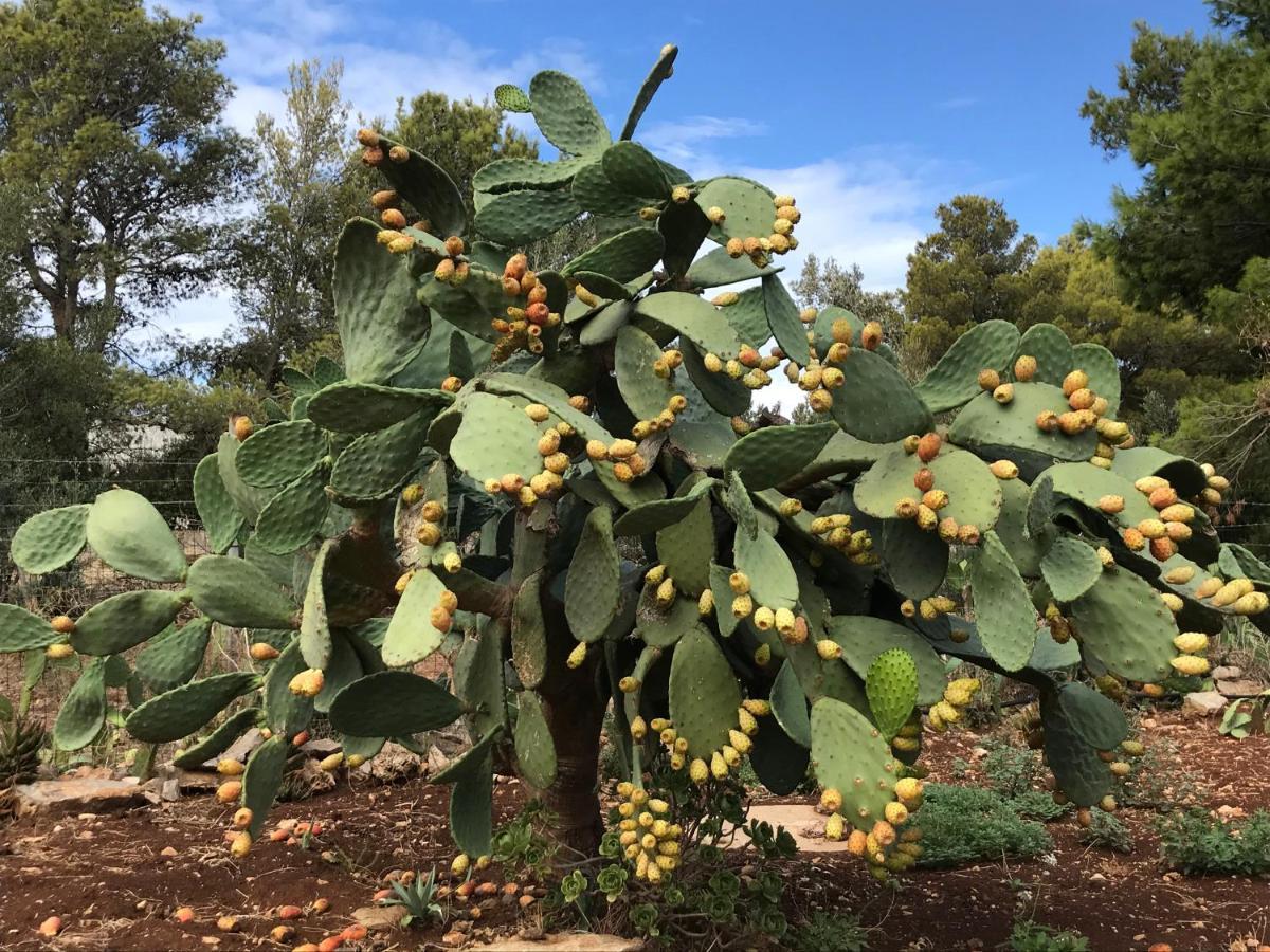 Villetta Castiglione San Vito Lo Capo Exteriör bild